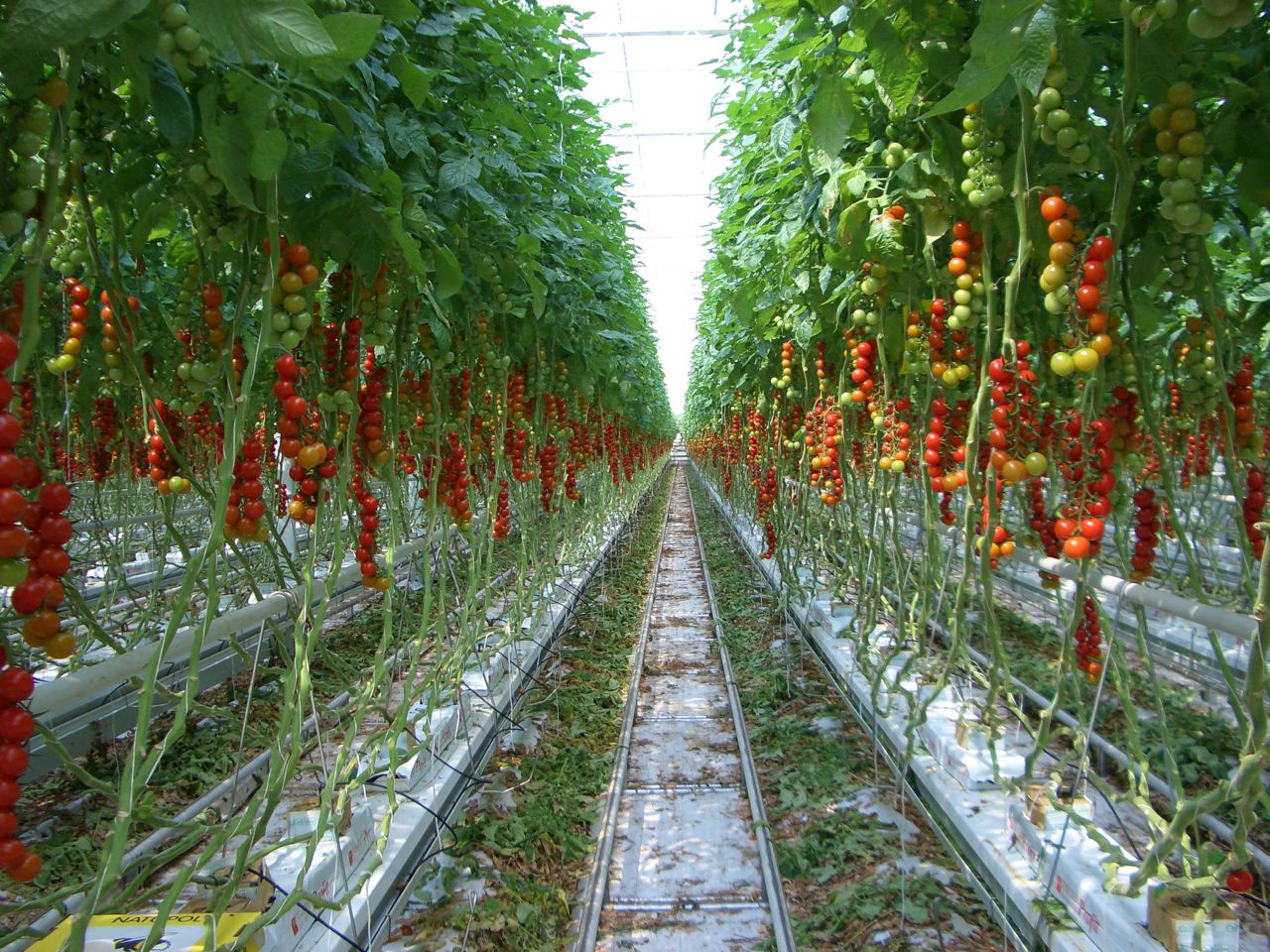 Caprese Cocktail Tomatoes Italiaoutdoors And Backyard Farms | Italian ...
