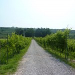 Entrance to Brigaldara Vineyard