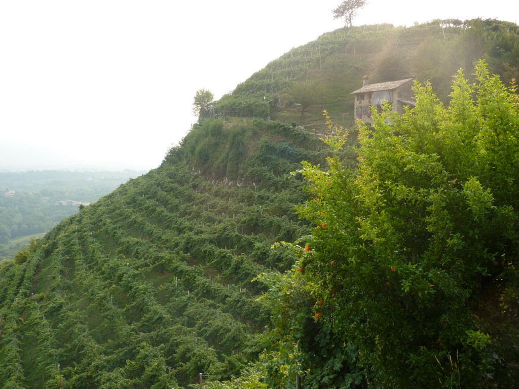 cartizze vineyards prosecco bike tours italy