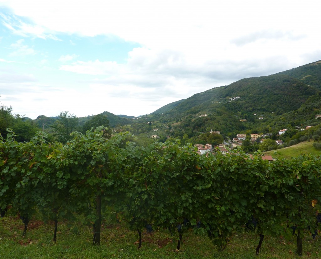 vineyards of contra soarda italy bike tours italiaoutdoors food and wine