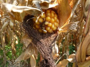 Corn plant in Italia - Italiaoutdoorsfoodandwine tours italy private