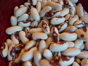 Native Maine soldier beans