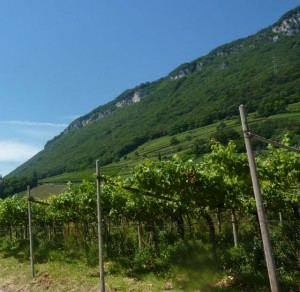 Vineyards Near Trento - Italiaoutdoors cycle holidays