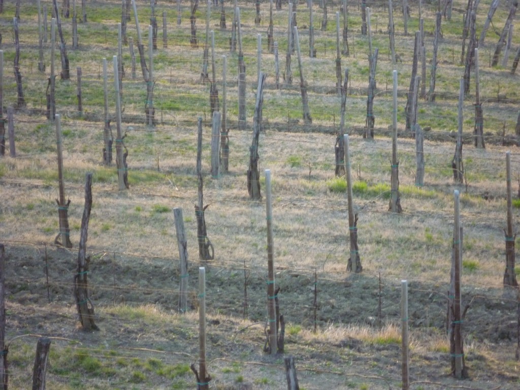 Cormons vineyards in spring - Italiaoutdoorsfoodandwine bike tours italy