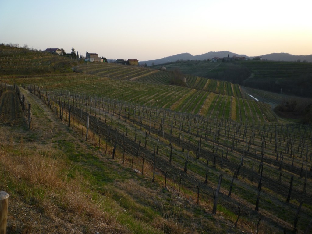 Keber vineyards - italiaoutdoorsfoodandwine italy bike tours