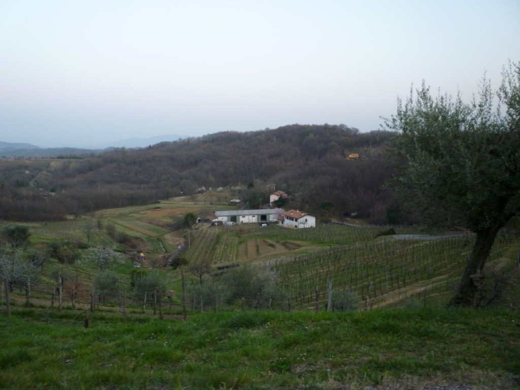 Vineyards outside of Cormons - Italiaoutdoorsfoodandwine cycling holidays italy