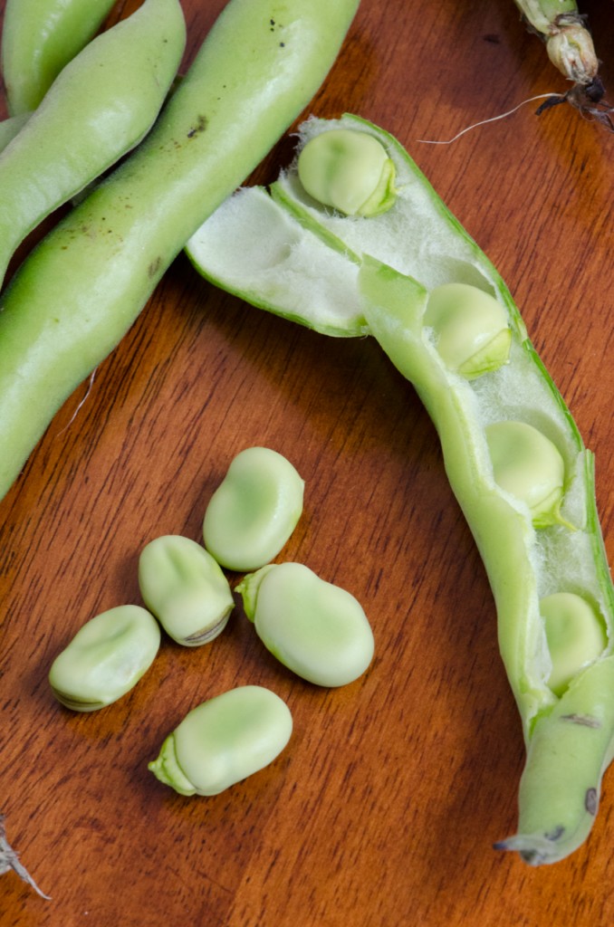 peeling fava beans culinary bike tours italy italiaoutdoors food and wine