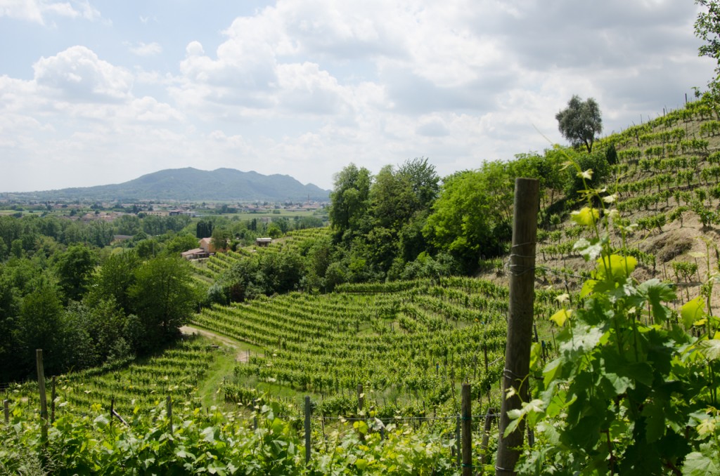 prettiest vineyard bike tours italy italiaoutdoors food and wine