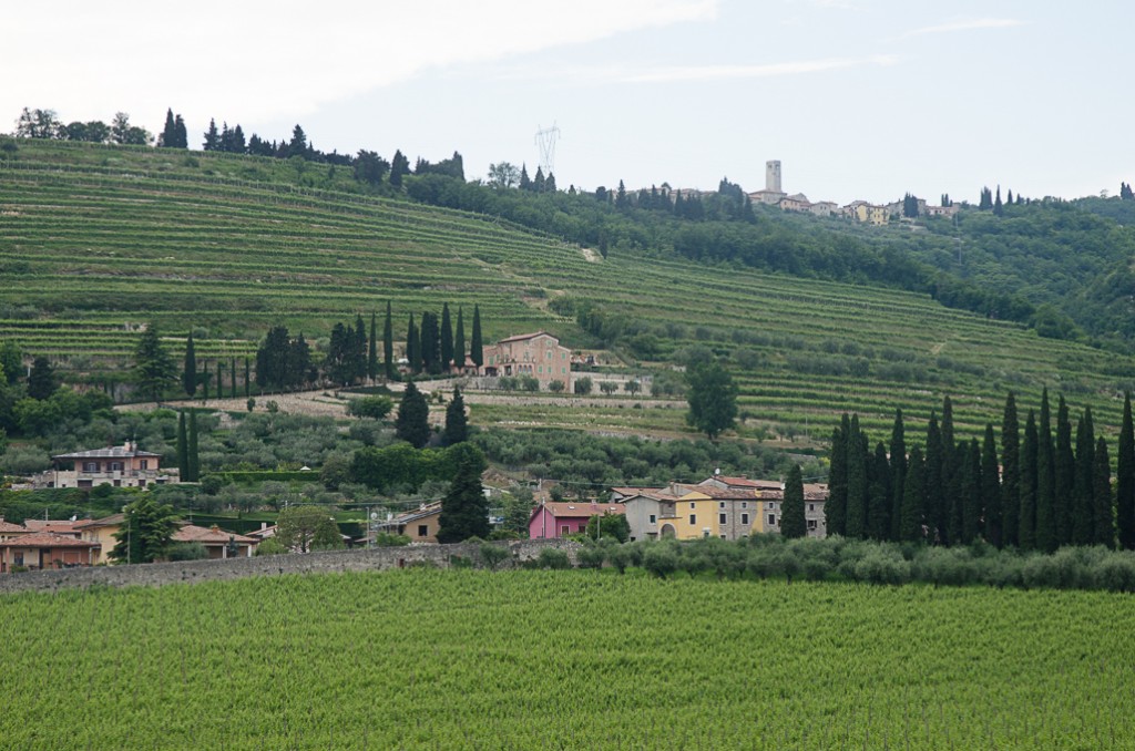 Vineyard view