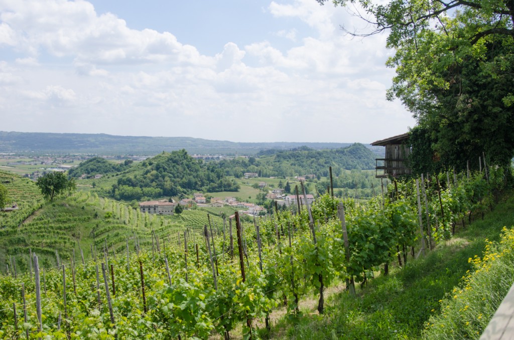 view from vineyards bicycle holidays italy italiaoutdoors food and wine