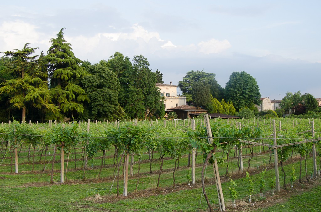 Villa Monteleone vineyards