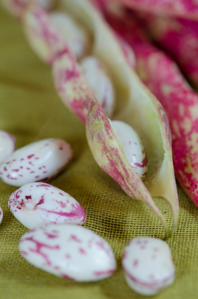 shelled borlotti bike tours tuscany italiaoutdoors food and wine