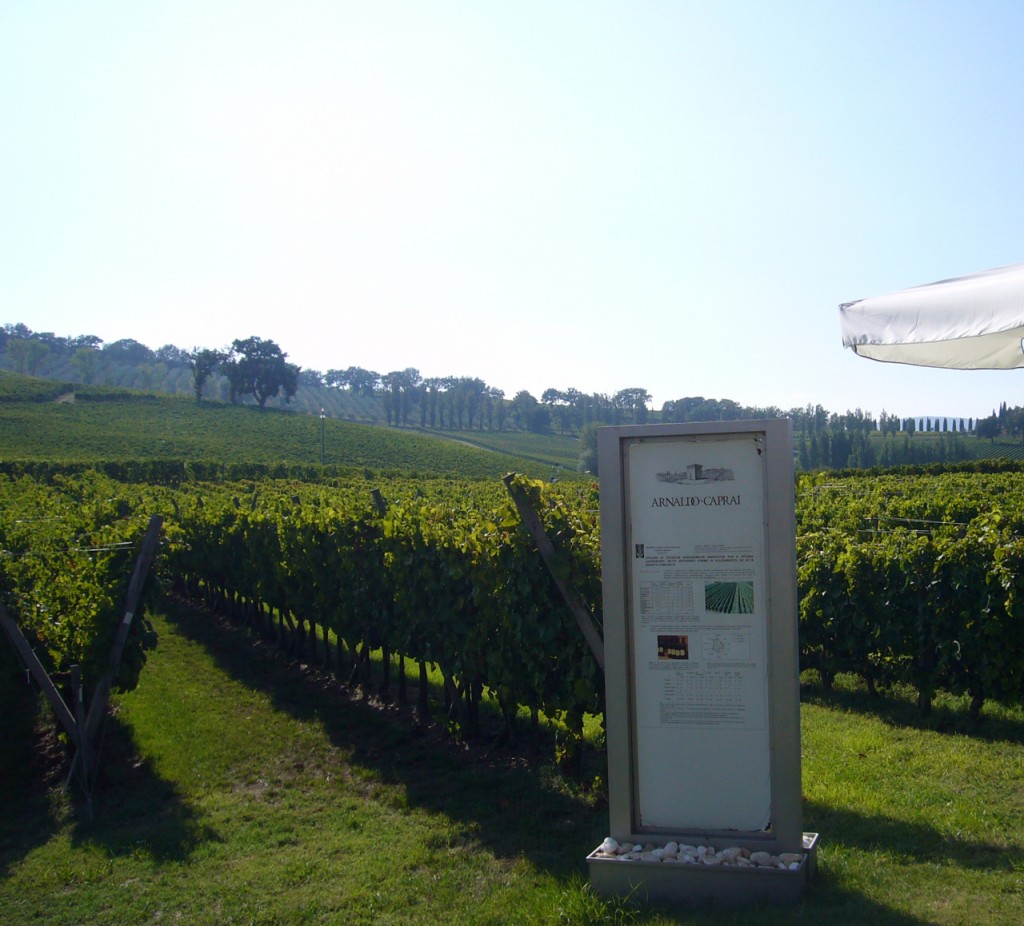 vineyards at caprai bike wine tours italy italiaoutdoors food and wine.com