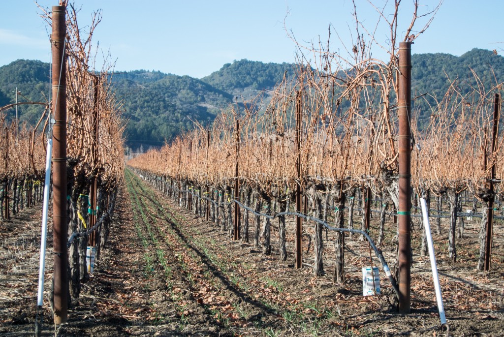 bell winery fields italiaoutdoors food and wine bike tours italy