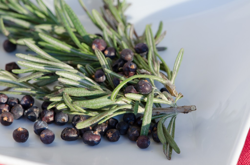 rosemary juniper berries tuscany bike tours italiaoutdoors food and wine