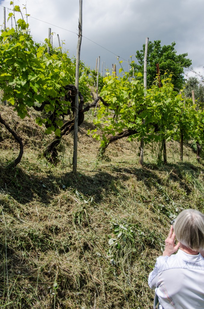 oldest vine bike wine tours italiaoutdoors food and wine