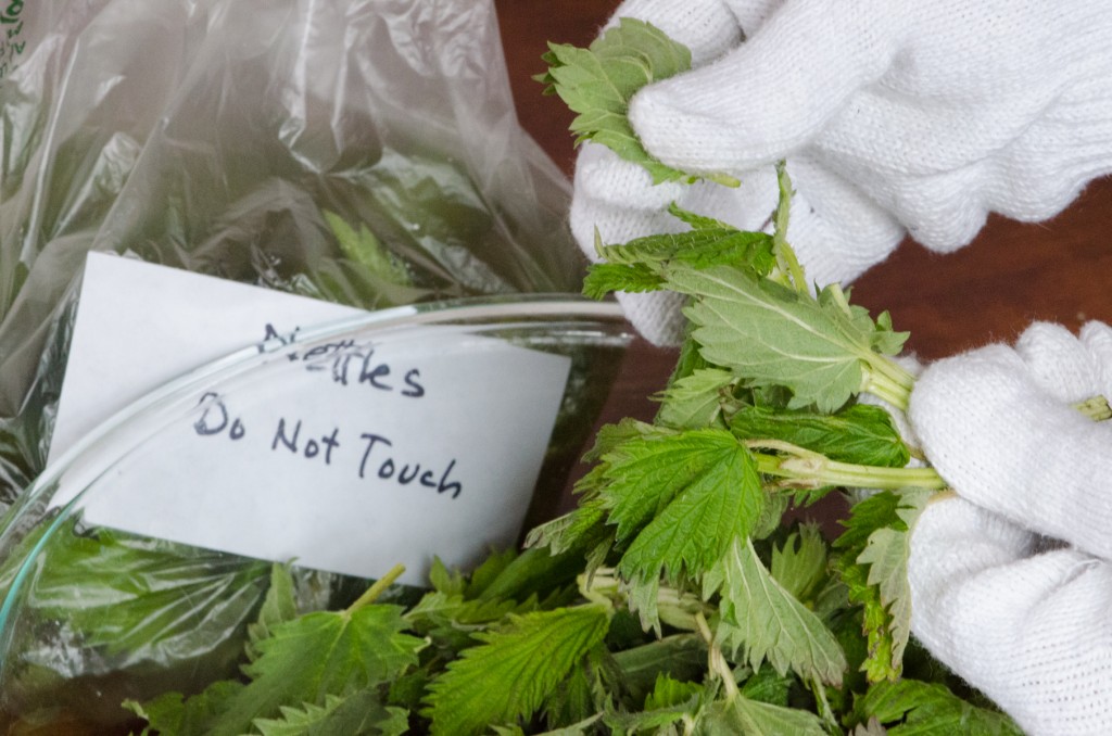 handling nettles cycling tours dolomites italy italiaoutdoors