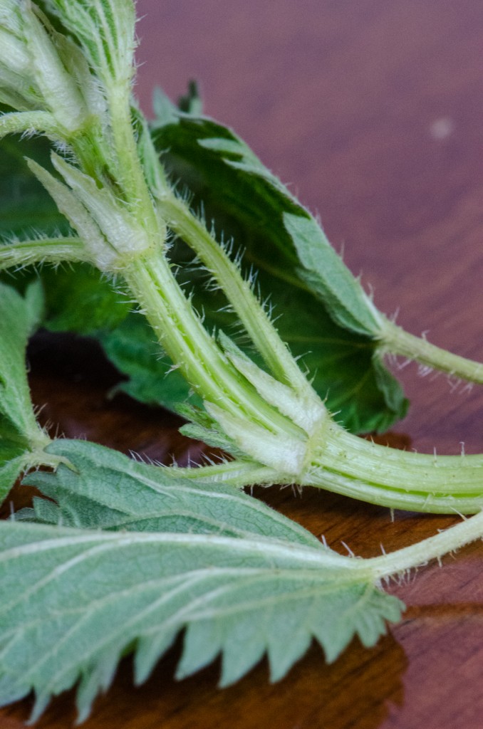 stinging nettle pesto cycling holidays italy italiaoutdoors