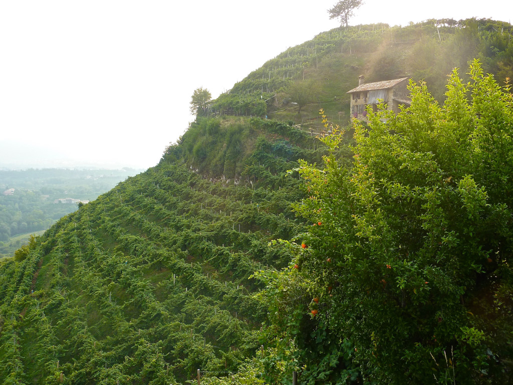 col vetoraz vineyards cartizze bike tours italy