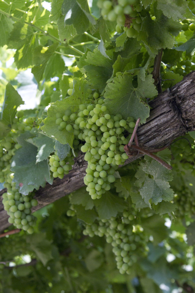 white grapes private bike tours italy