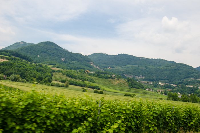 colli-berici-private-walking-tour-italy