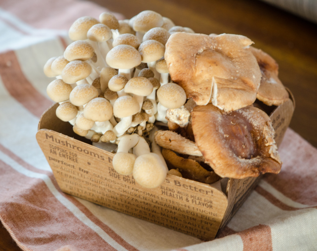 italiaoutdoors-mushrooms-box-private-hiking-tour