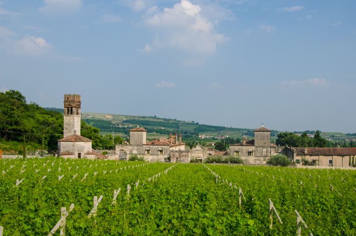 valpolicella-vineyards-private-walking-tours-italy