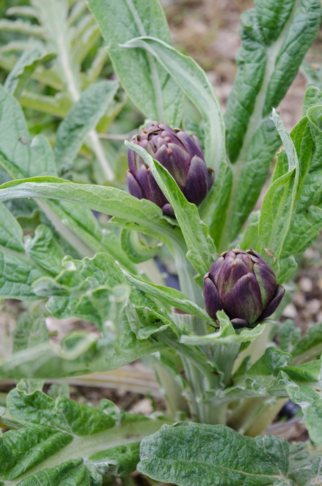 artichokes-private-walking-tours-tuscany-italiaoutdoors