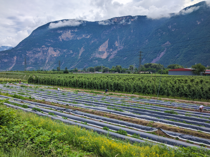 white-asparagus-gourmet-dolomites-hiking