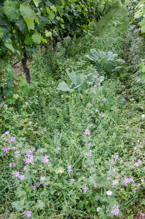 cover-crop-low-private-bike-tours-italy