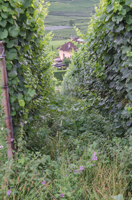 cover-crop-private-bike-tours-italy