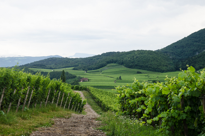 vineyards-private-bike-tours-italy