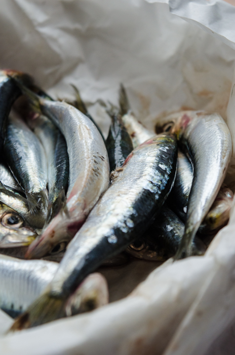 sardines-walking-tours-italy