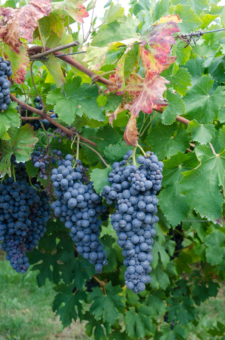 amarone-grapes-cycling-tour-italy