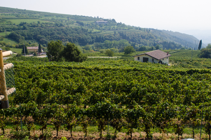 accordini-vineyards-private-italy-walking-tours