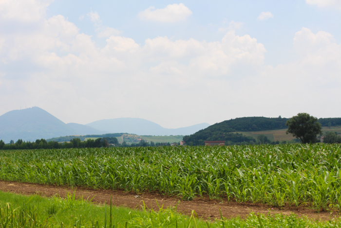 cornfields-italy-private-walking-tours