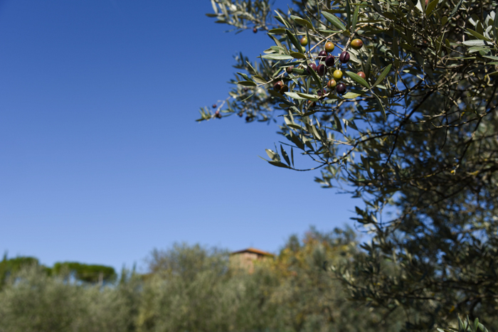 pruneti-olive-tree-private-tours-tuscany