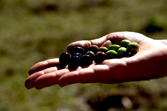 pruneti-olive-type-private-tours-tuscany