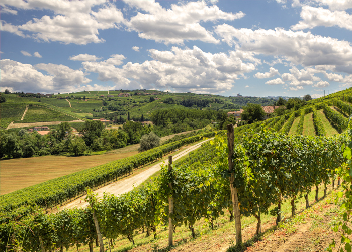 vineyard-piedmonte-walking-tours-italy
