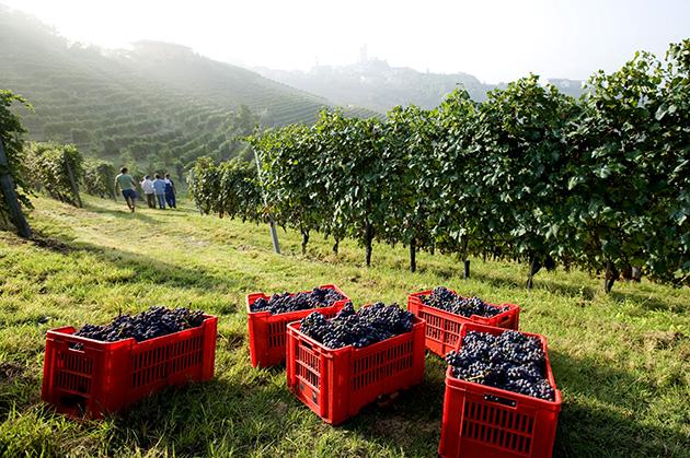 nebbiolo-piedmont-wine-tours-barolo