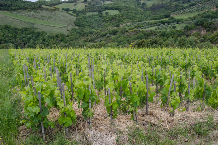 podere-ripi-bonsai-vineyards-italiaoutdoors-tuscany-wine-tours