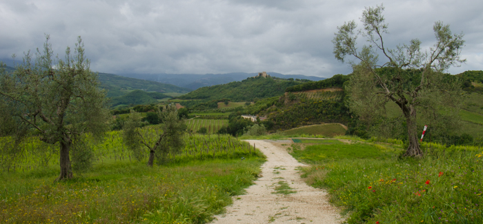 podere-ripi-vineyards-italiaoutdoors-tuscany-wine-tours