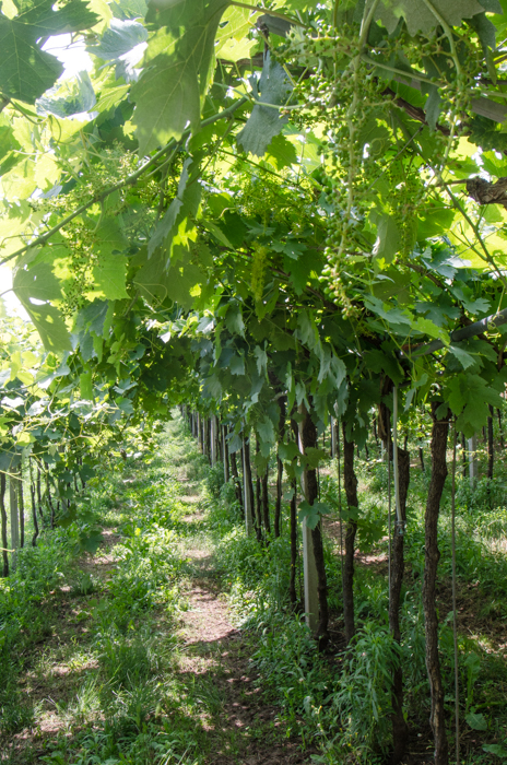 pra-pergola-montegrande-italiaoutdoors-private-wine-tours