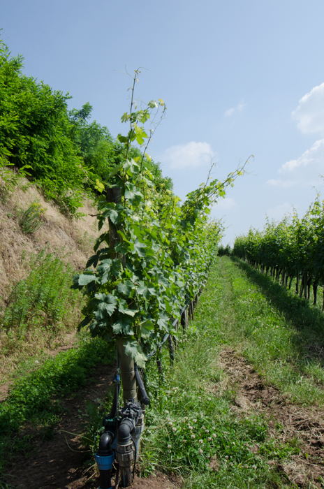 pra-trebbiano-montegrande-italiaoutdoors-private-wine-tours