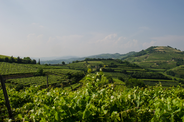 soave-italiaoutdoors-private-wine-tours