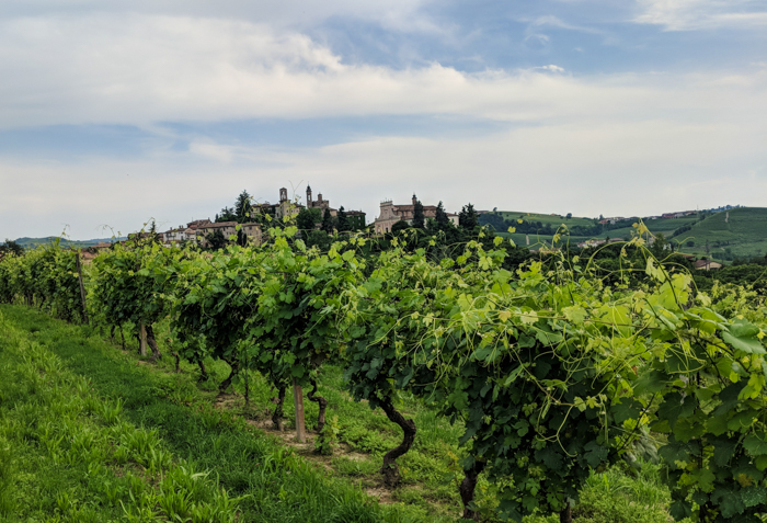 vineyards-neive-walking-tours-piedmont-italiaoutdoors.jpg