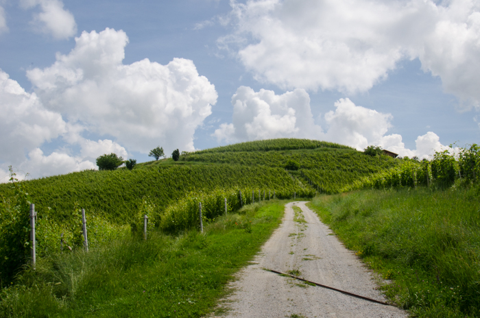 costa-di-bussia-bricco-vineyard-barolo-walking-tour-italiaoutdoors