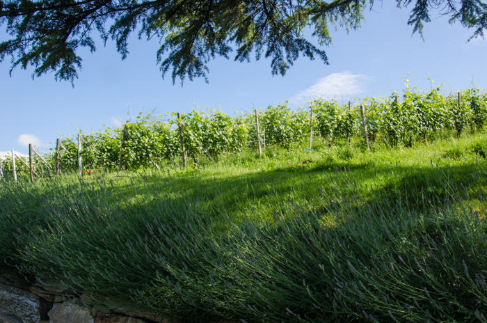 costa-di-bussia-campo-gatto-barolo-walking-tour-italiaoutdoors