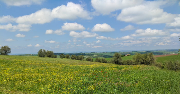 flowers-val-orcia-tuscany-tours-italiaoutdoors