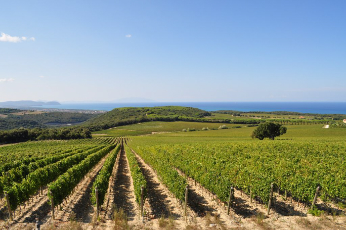 bolgheri-vineyard-private-wine-tours-italiaoutdoors